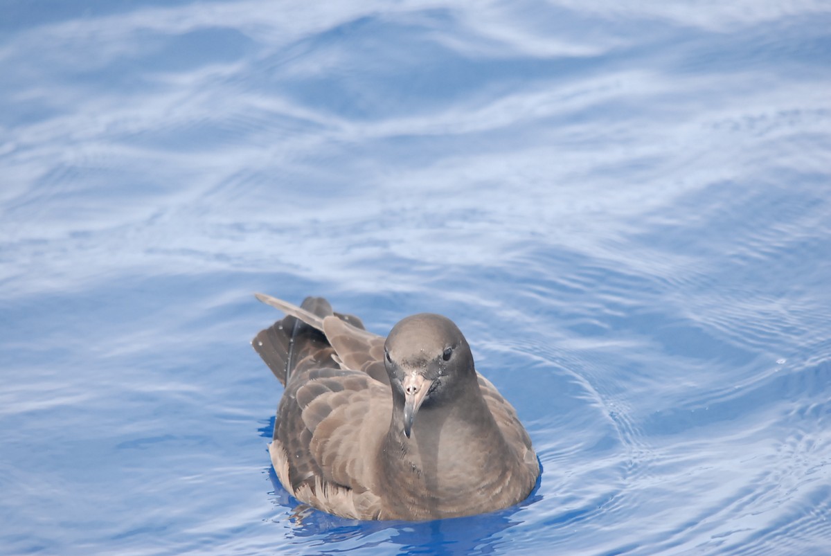 肉足水薙鳥 - ML646682169