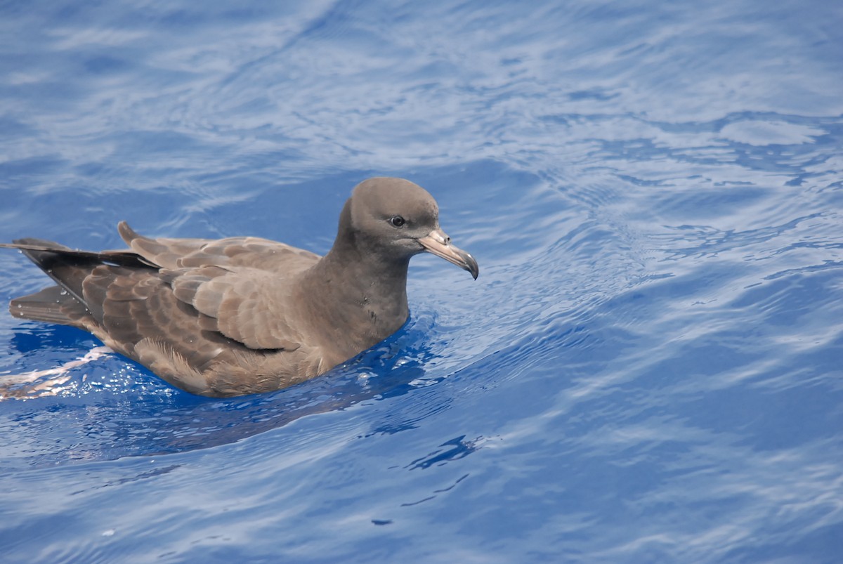 肉足水薙鳥 - ML646682170