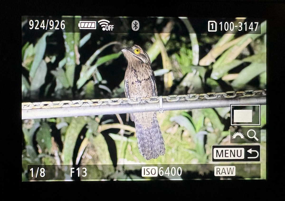 Klagetagschläfer - ML646682171