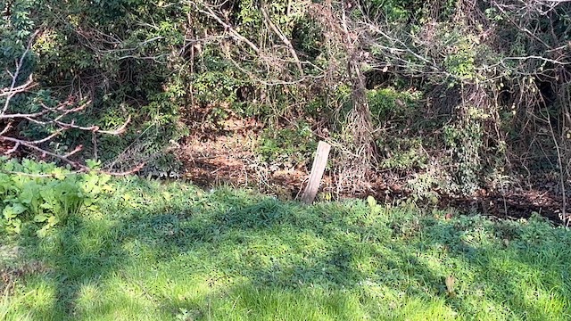 Martin arrantzalea - ML646682186