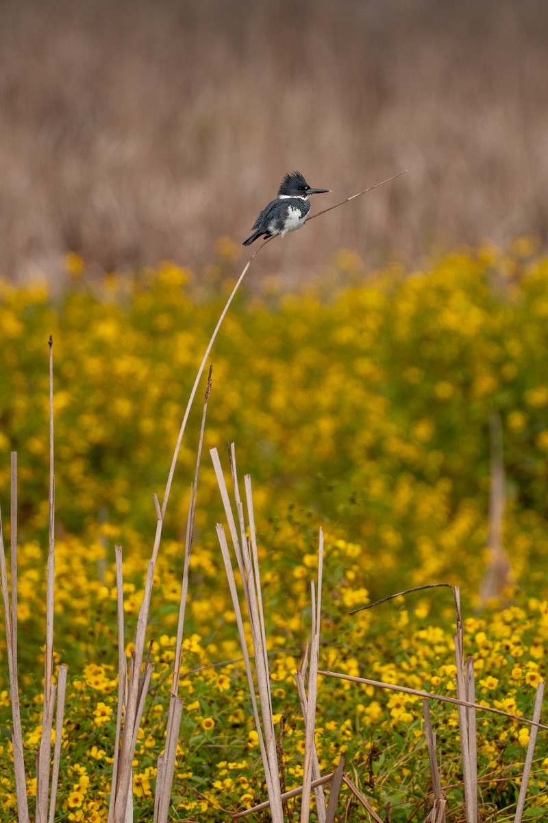 Martin handi iparramerikarra - ML646682187