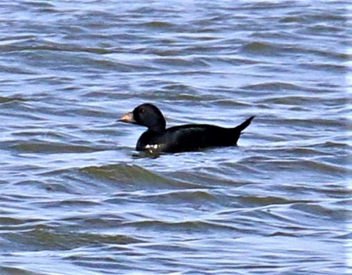 ヨーロッパクロガモ - ML646682191