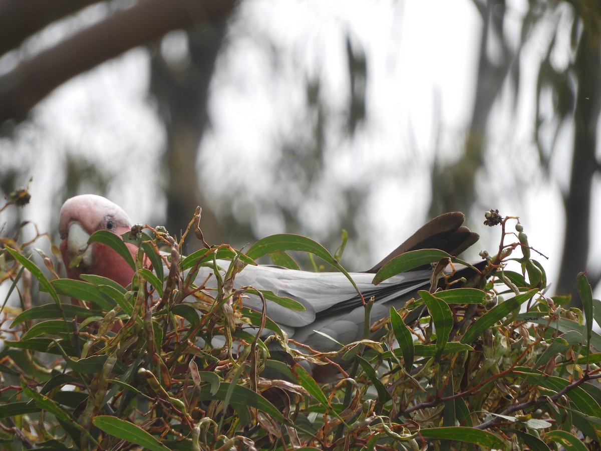 Gül Rengi Kakadu - ML646682192