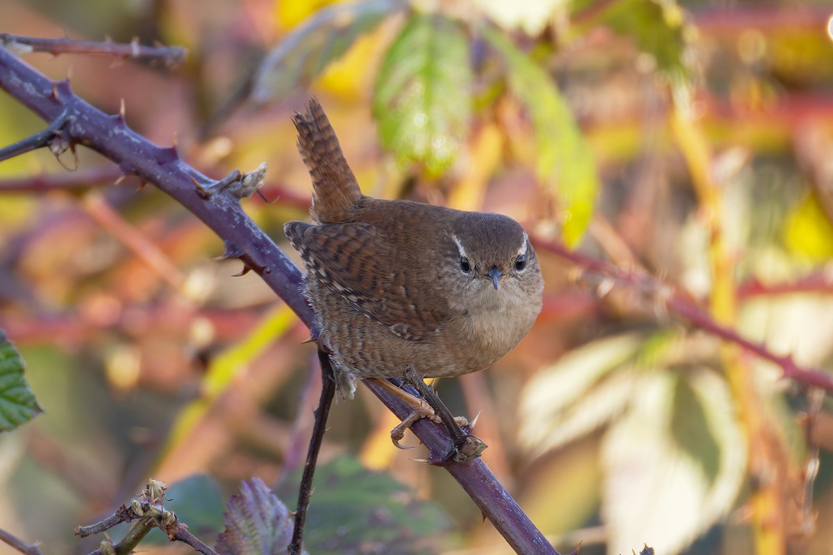 Крапивник - ML646682194