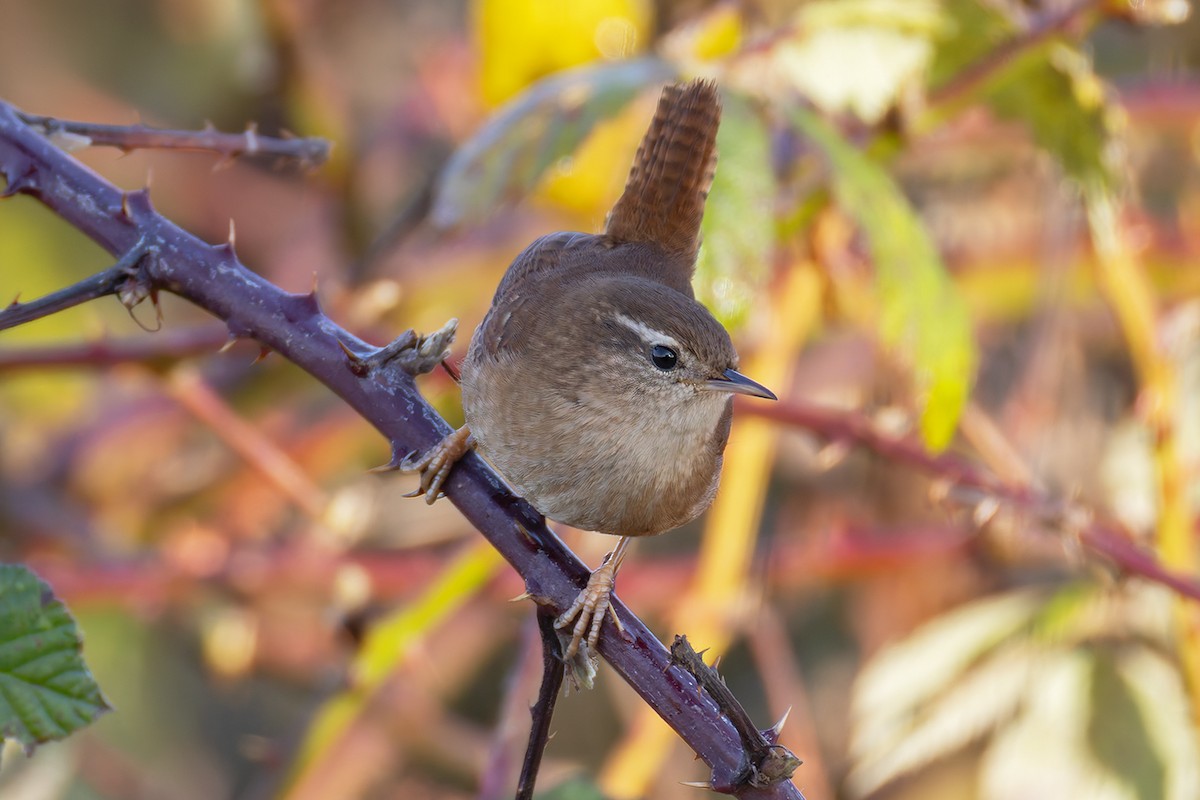 Крапивник - ML646682195