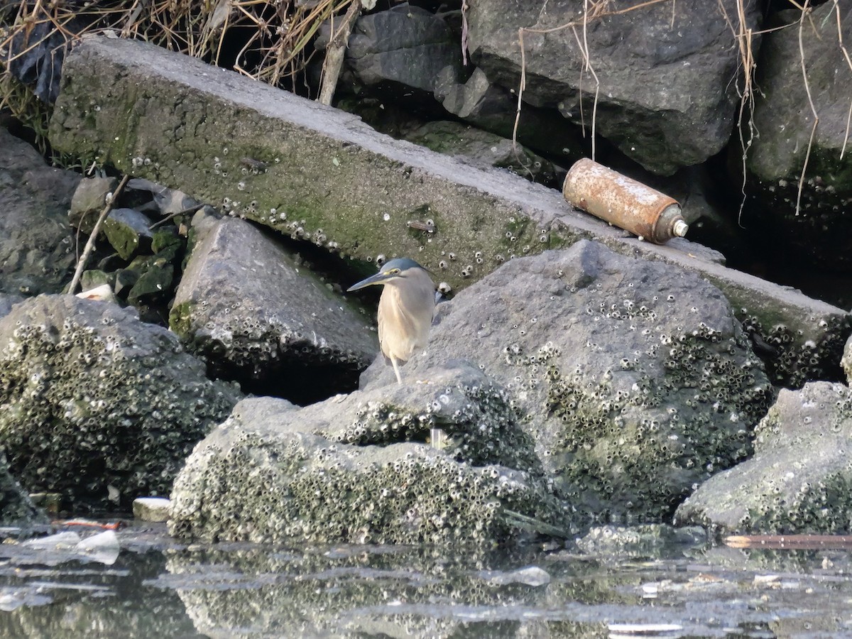 Héron des mangroves - ML646682197