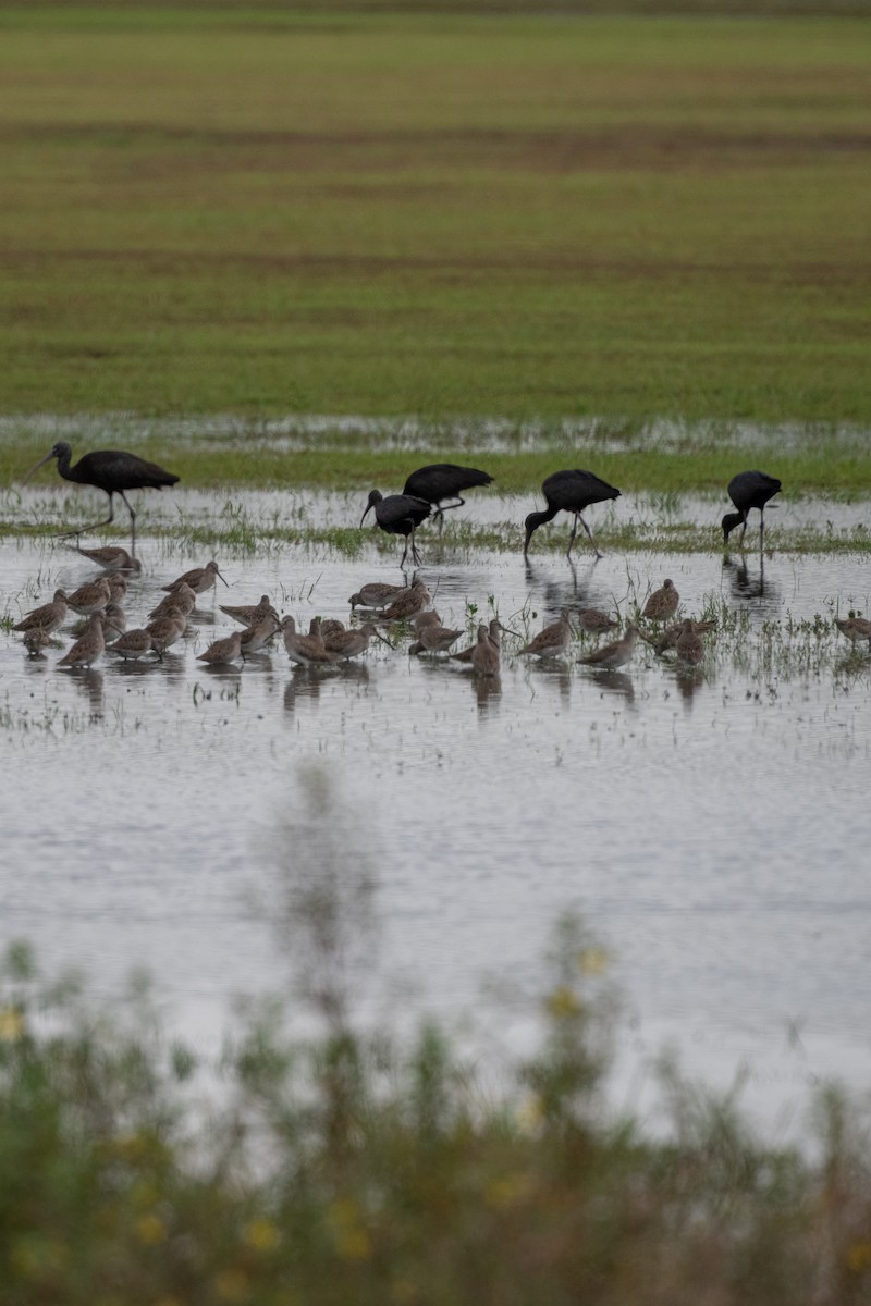 Kuliska oilagorra - ML646682200