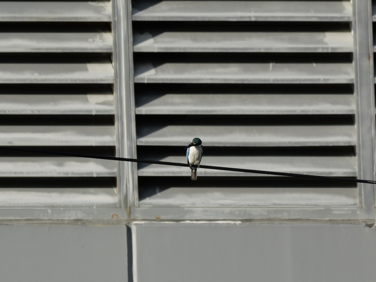 Martin-chasseur à collier blanc - ML646682201