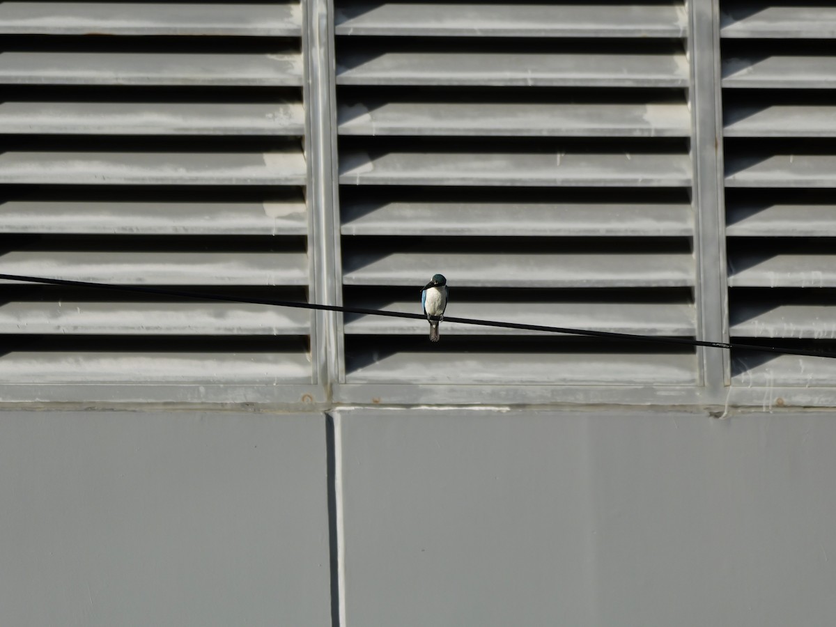 Martin-chasseur à collier blanc - ML646682202