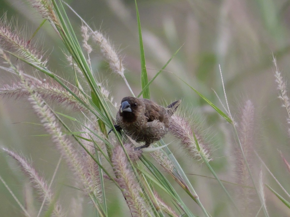 Capucin damier - ML646682206