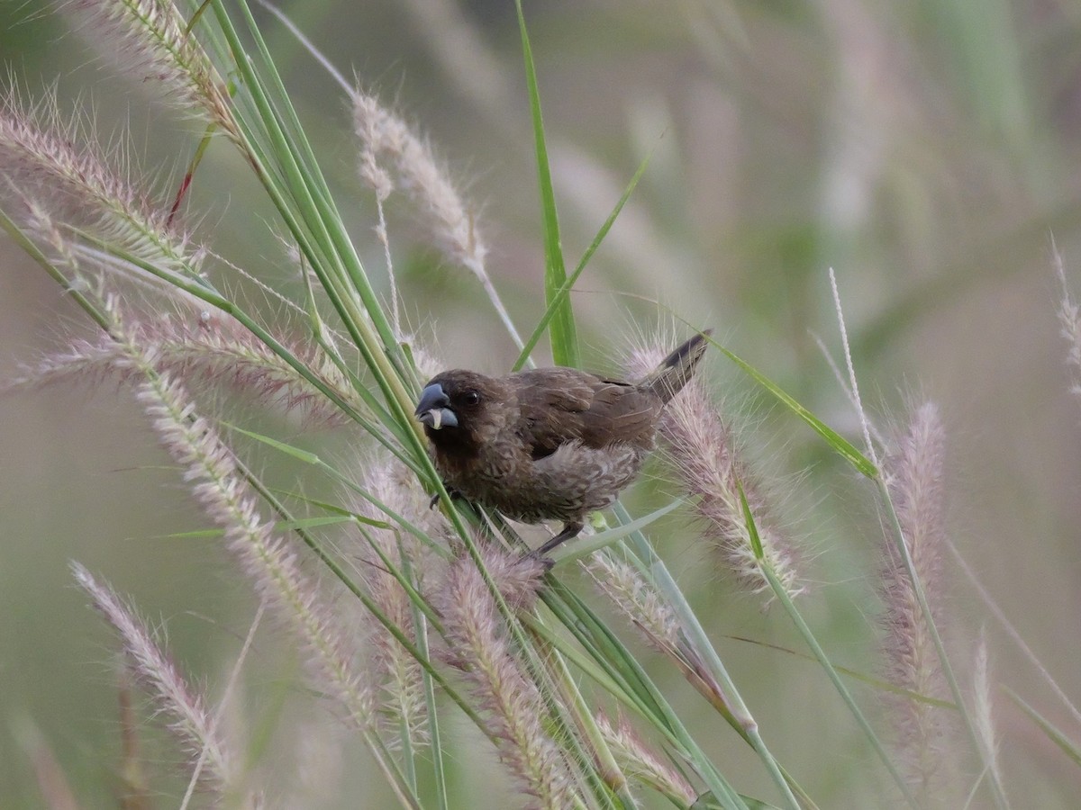 Capucin damier - ML646682207