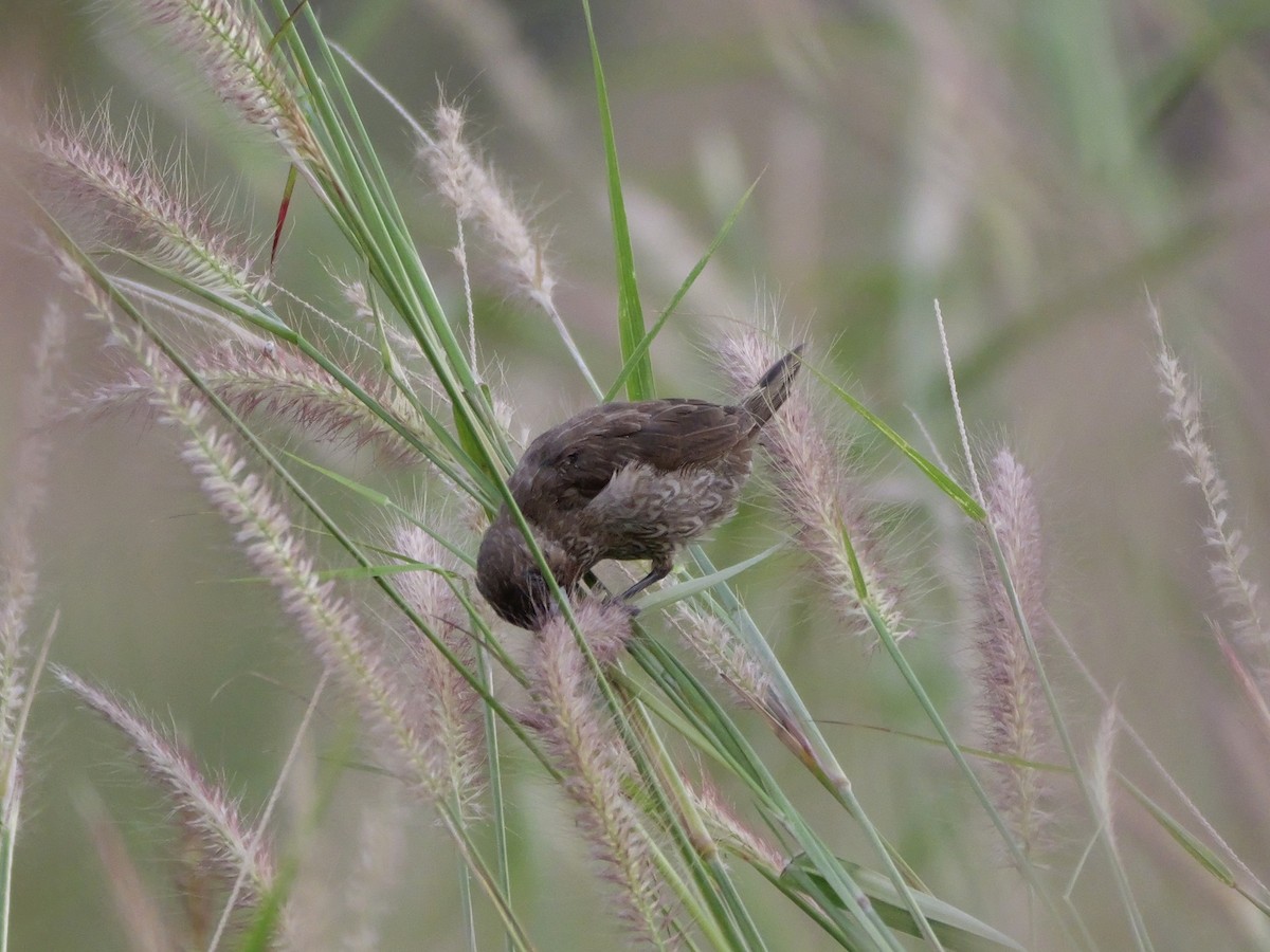 Capucin damier - ML646682208