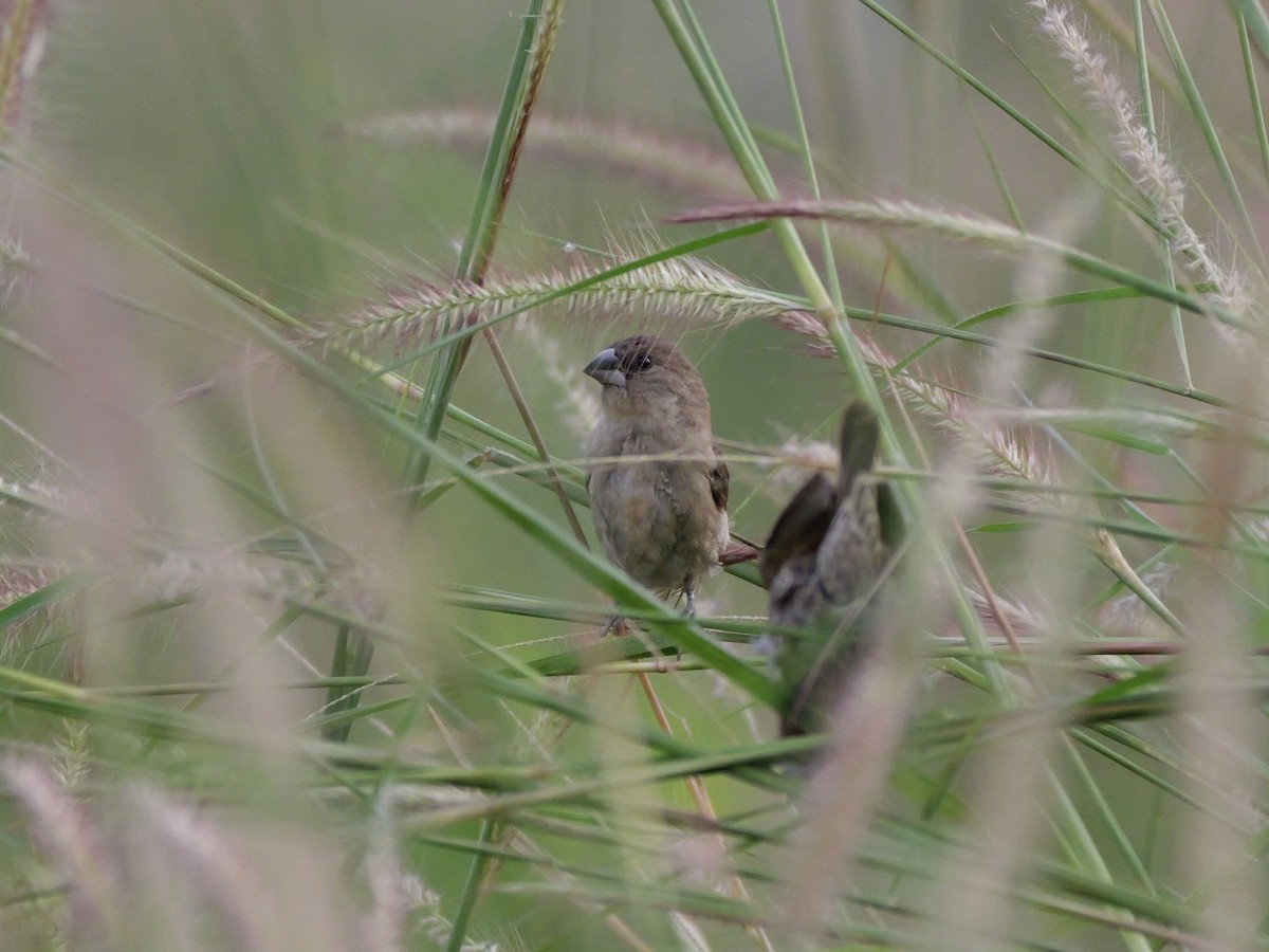 Capucin damier - ML646682209