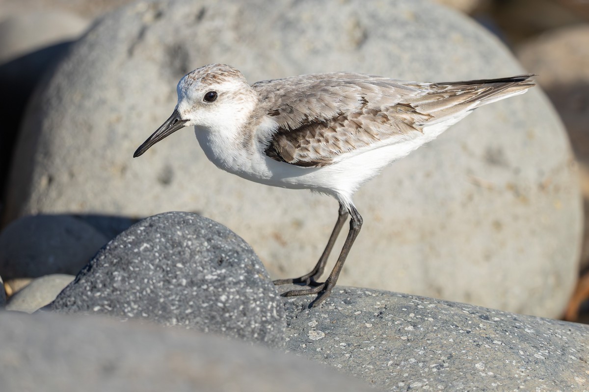 Correlimos Tridáctilo - ML646682213