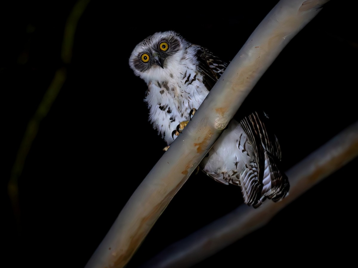 Powerful Owl - ML646682214