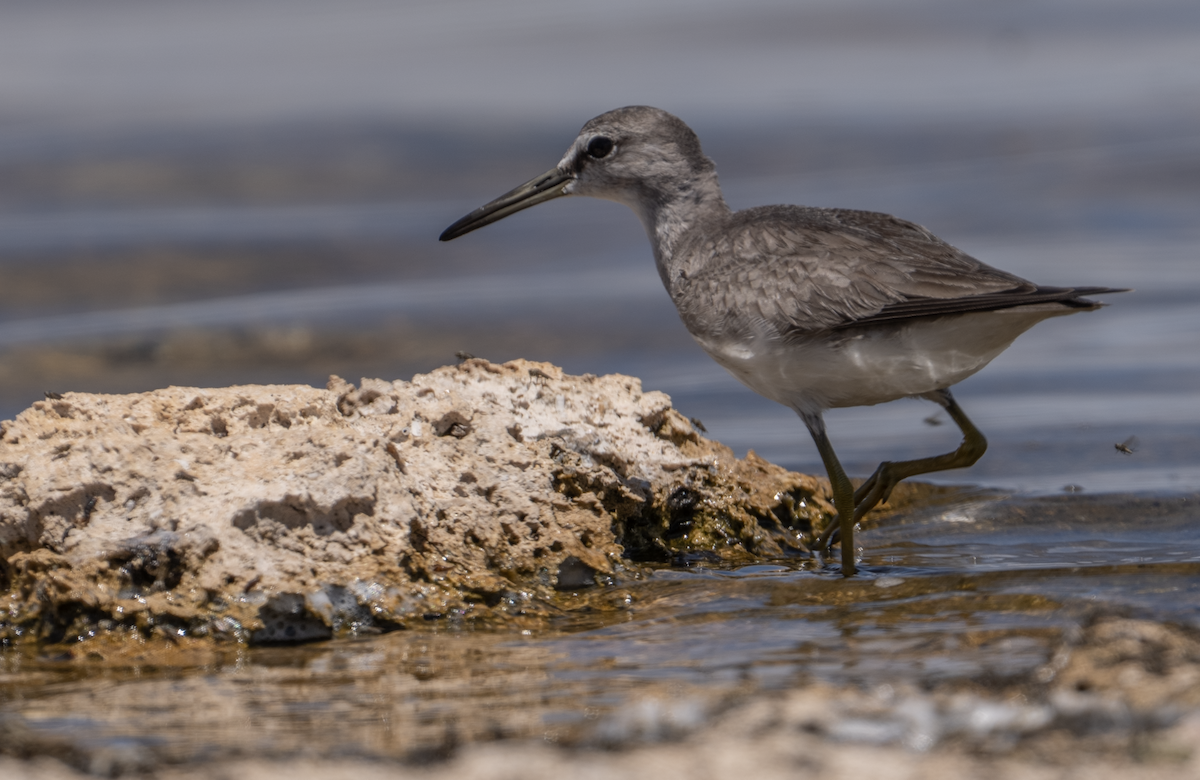 Gray-tailed Tattler - ML646682215