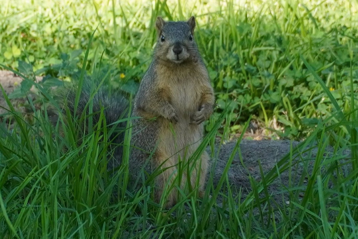 Ardilla zorra - ML646682222