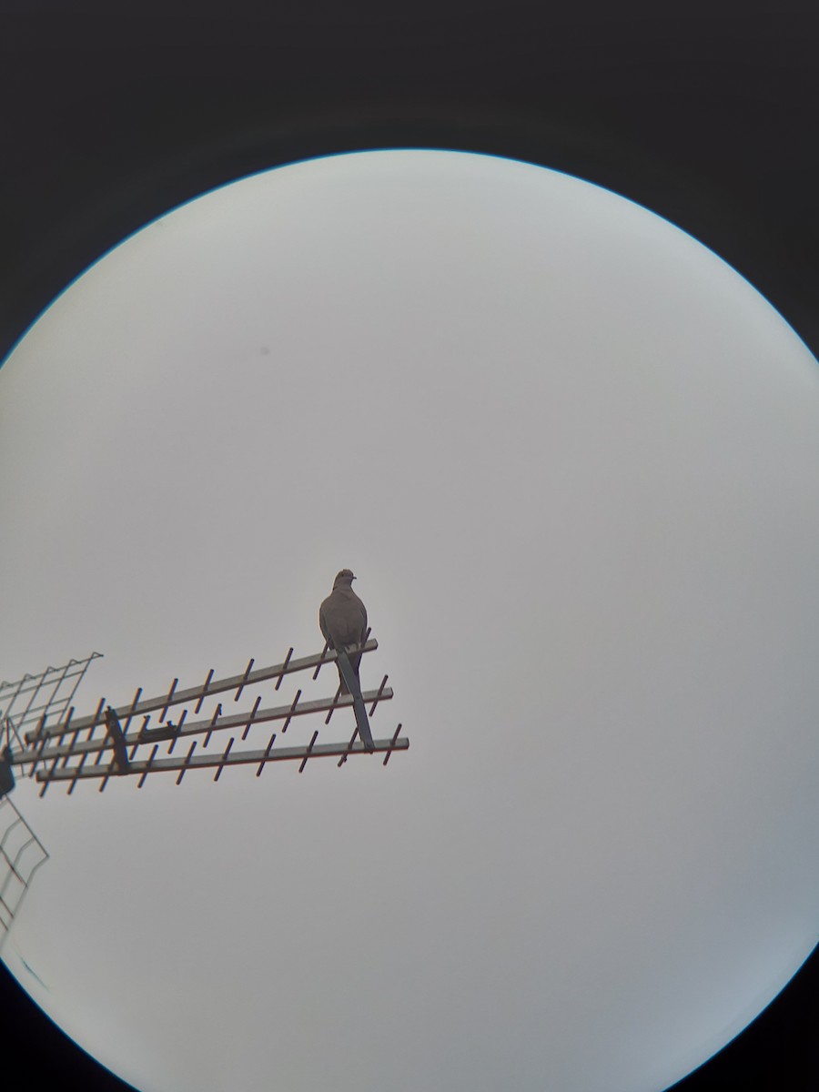 Eurasian Collared-Dove - ML646682223