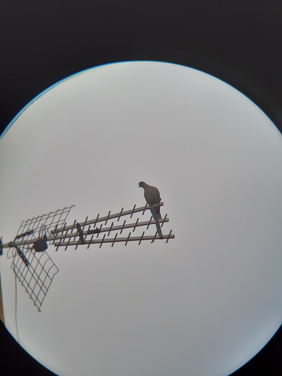 Eurasian Collared-Dove - ML646682224