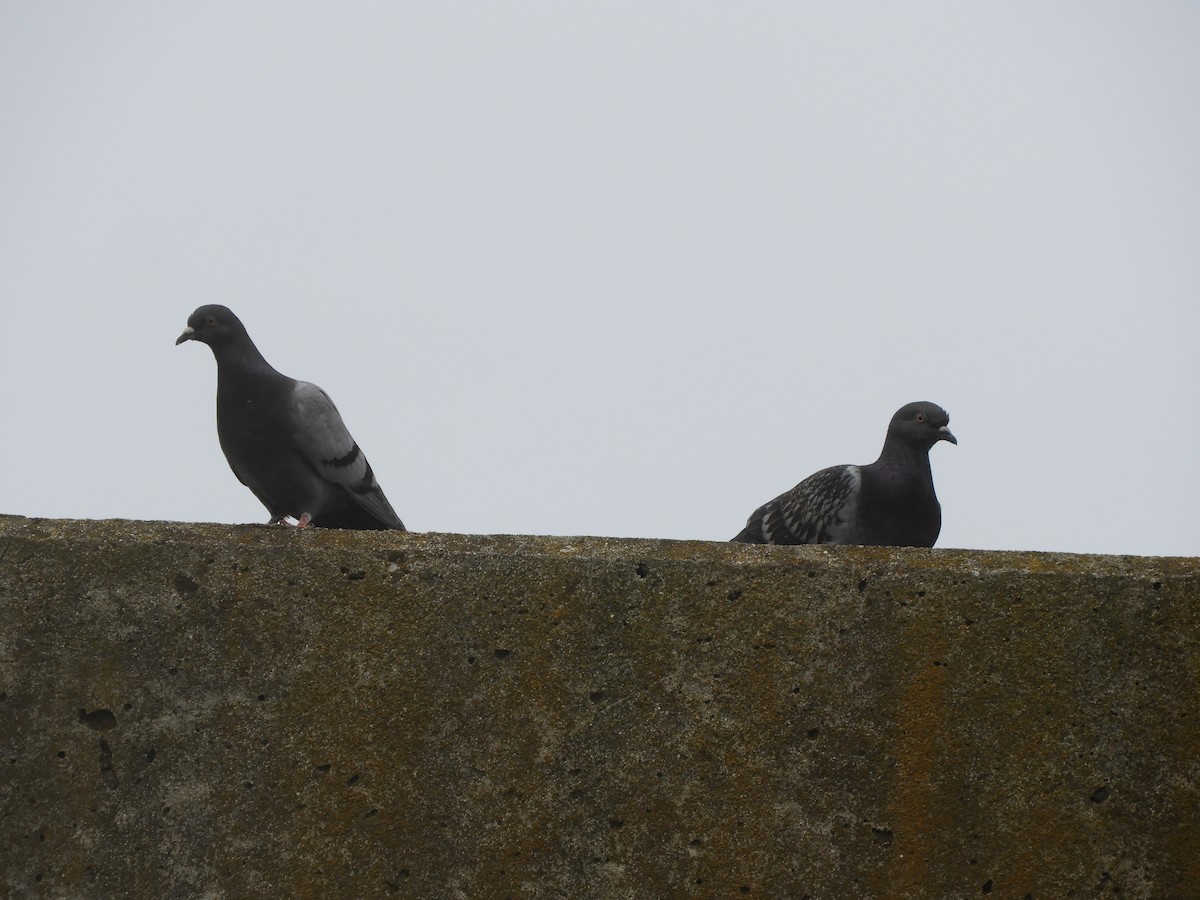 Kaya Güvercini (evcil tip) - ML646682225