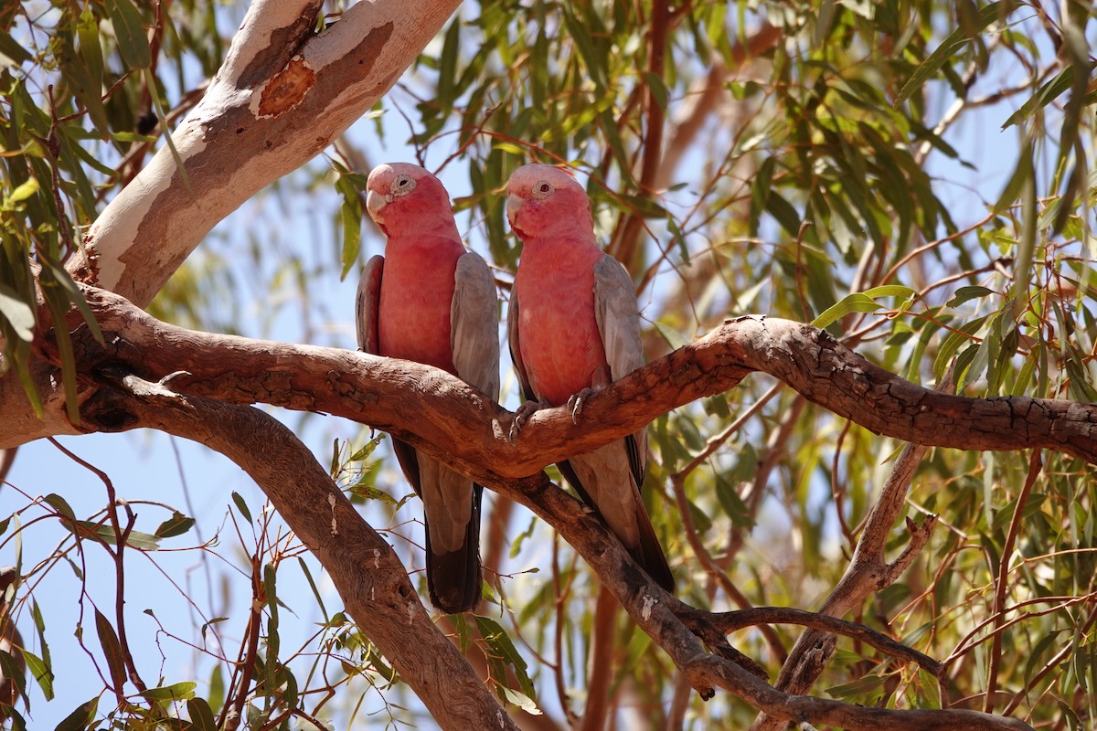 גלאה - ML646682227
