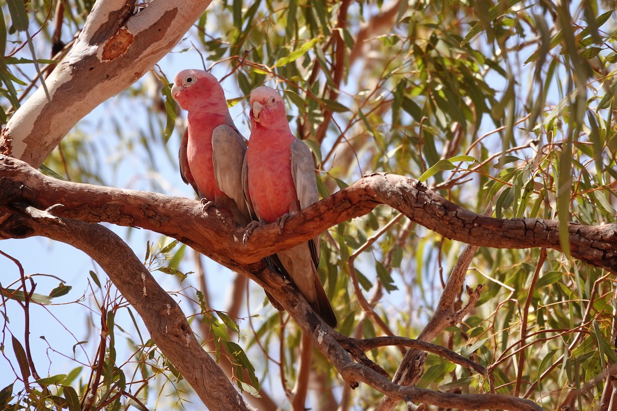 גלאה - ML646682228
