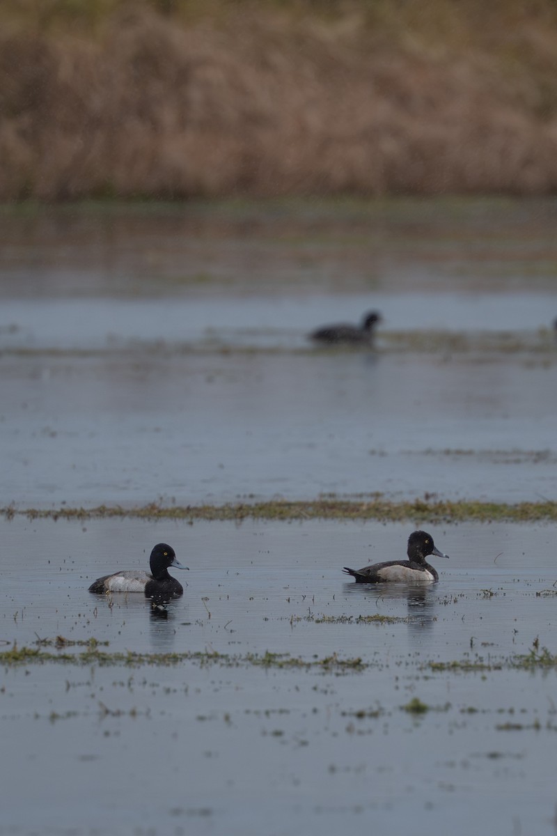 Murgilari lepokoduna - ML646682229