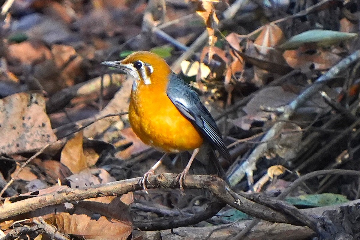 Damadrossel - ML646682232