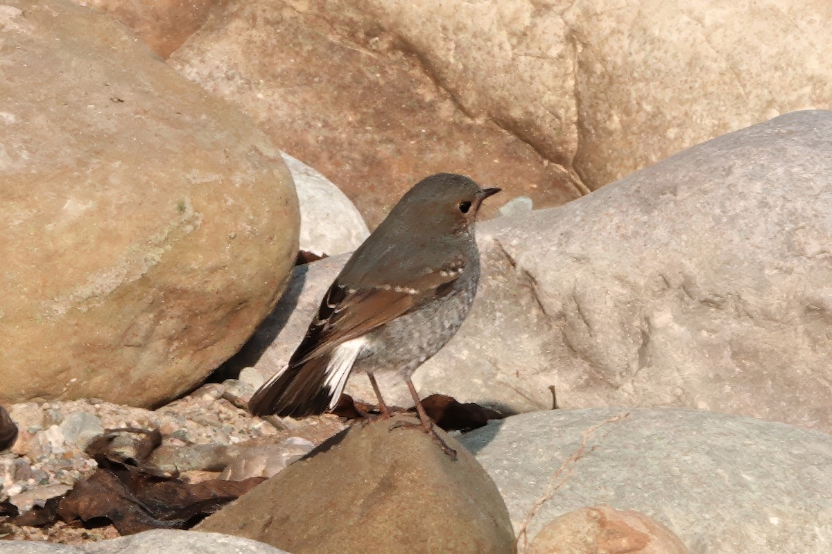 Buztangorri urdina - ML646682236