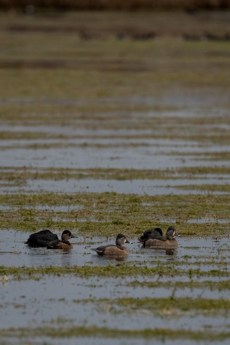 Murgilari lepokoduna - ML646682237