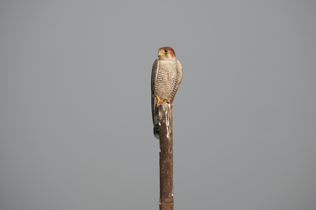 Red-necked Falcon - ML646682240
