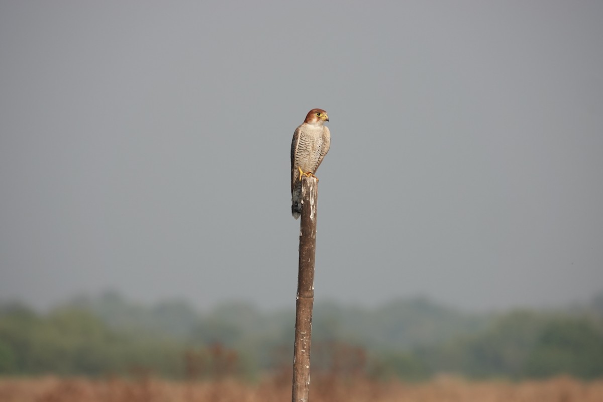 Red-necked Falcon - ML646682241
