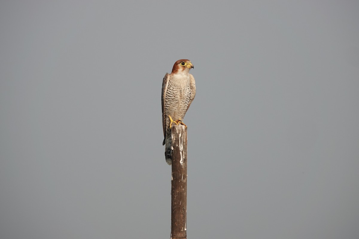 Red-necked Falcon - ML646682242