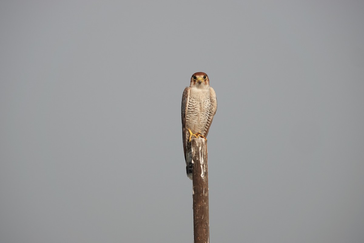 Red-necked Falcon - ML646682243