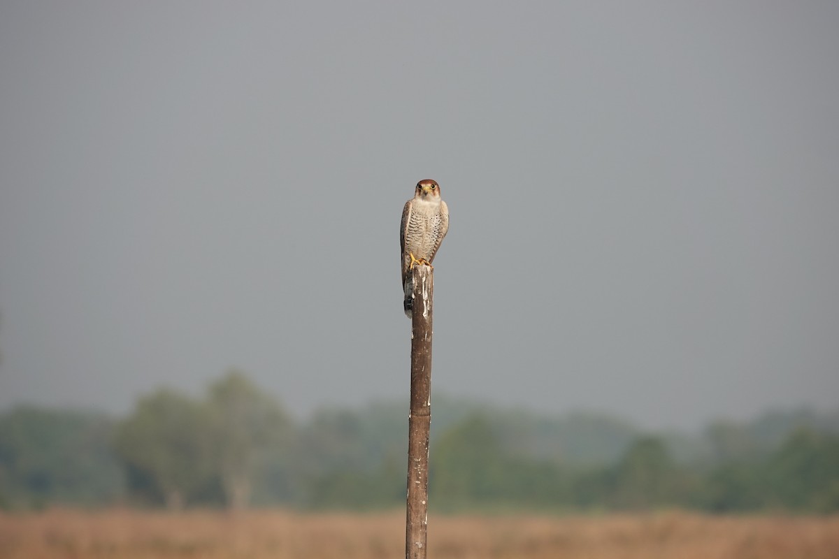 Red-necked Falcon - ML646682244