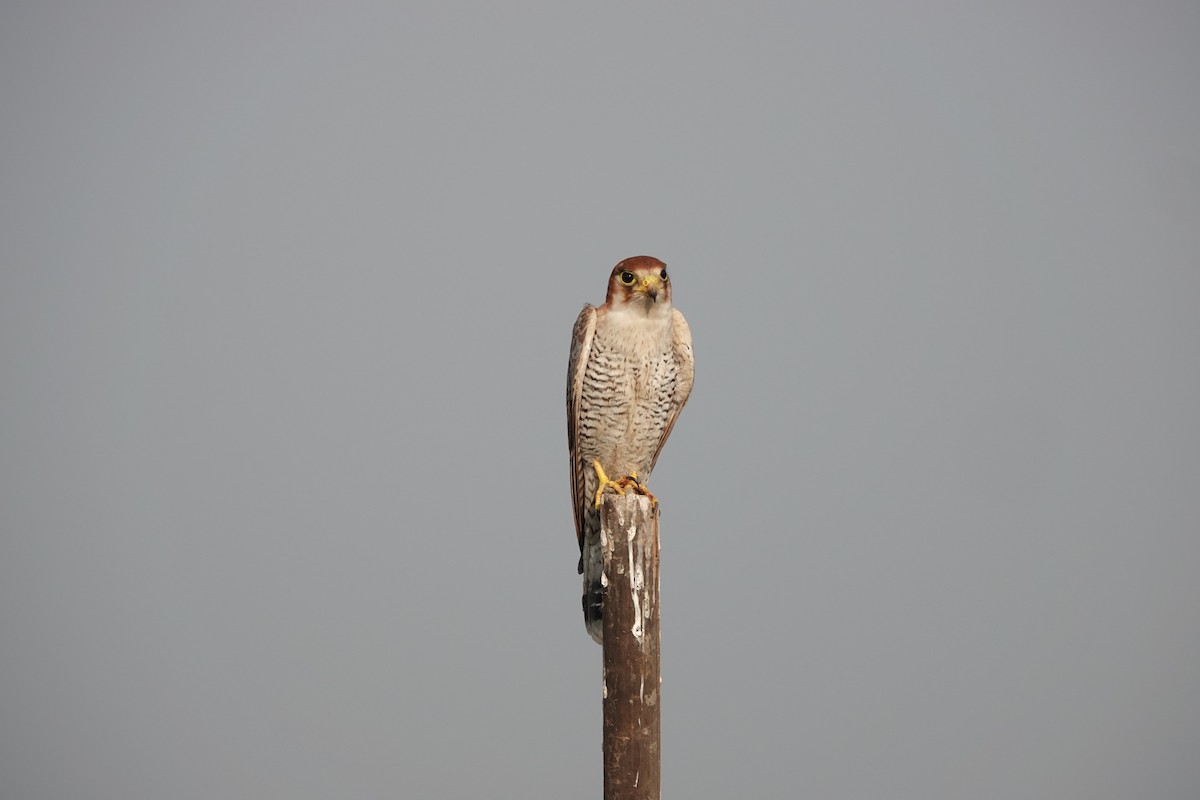 Red-necked Falcon - ML646682245