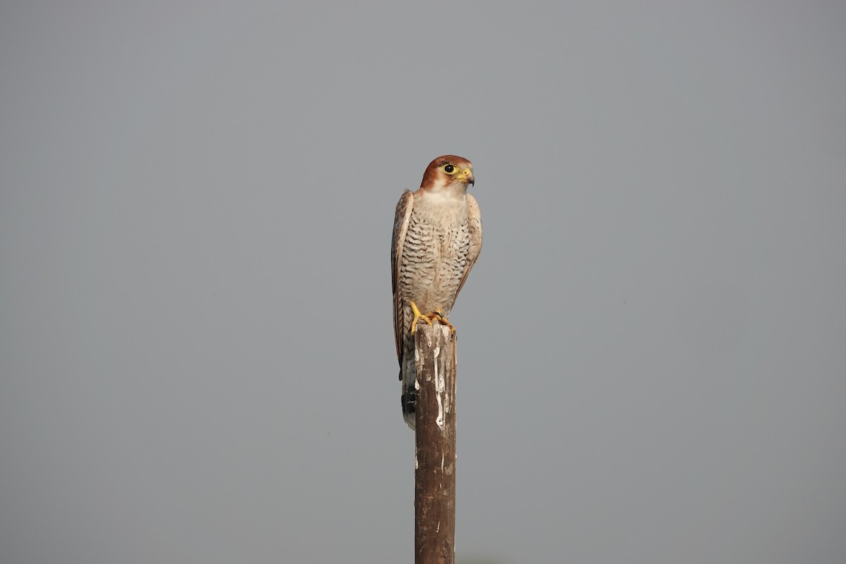 Red-necked Falcon - ML646682246