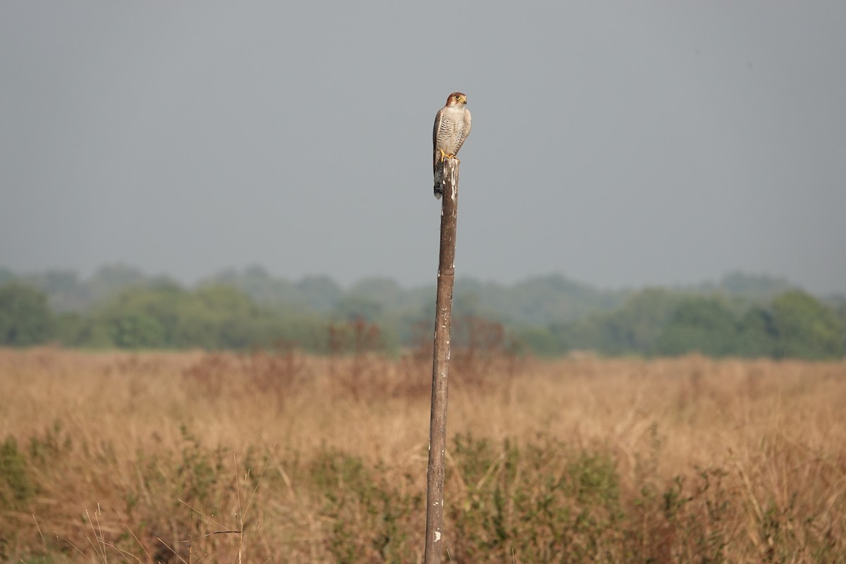 Red-necked Falcon - ML646682247
