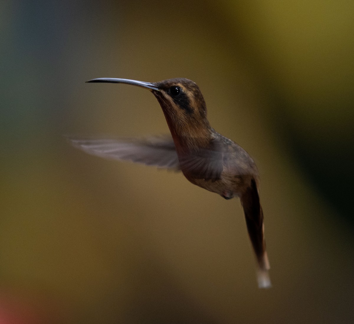 Stripe-throated Hermit - ML646682250