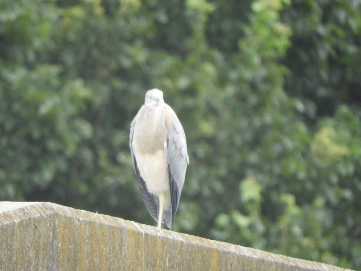 White-faced Heron - ML646682251