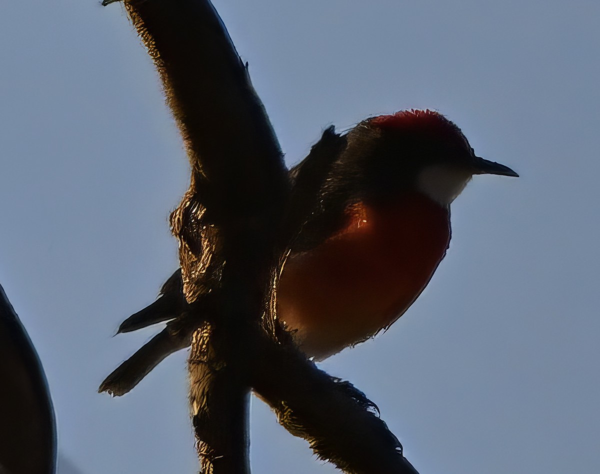 Crimson Chat - ML646682252