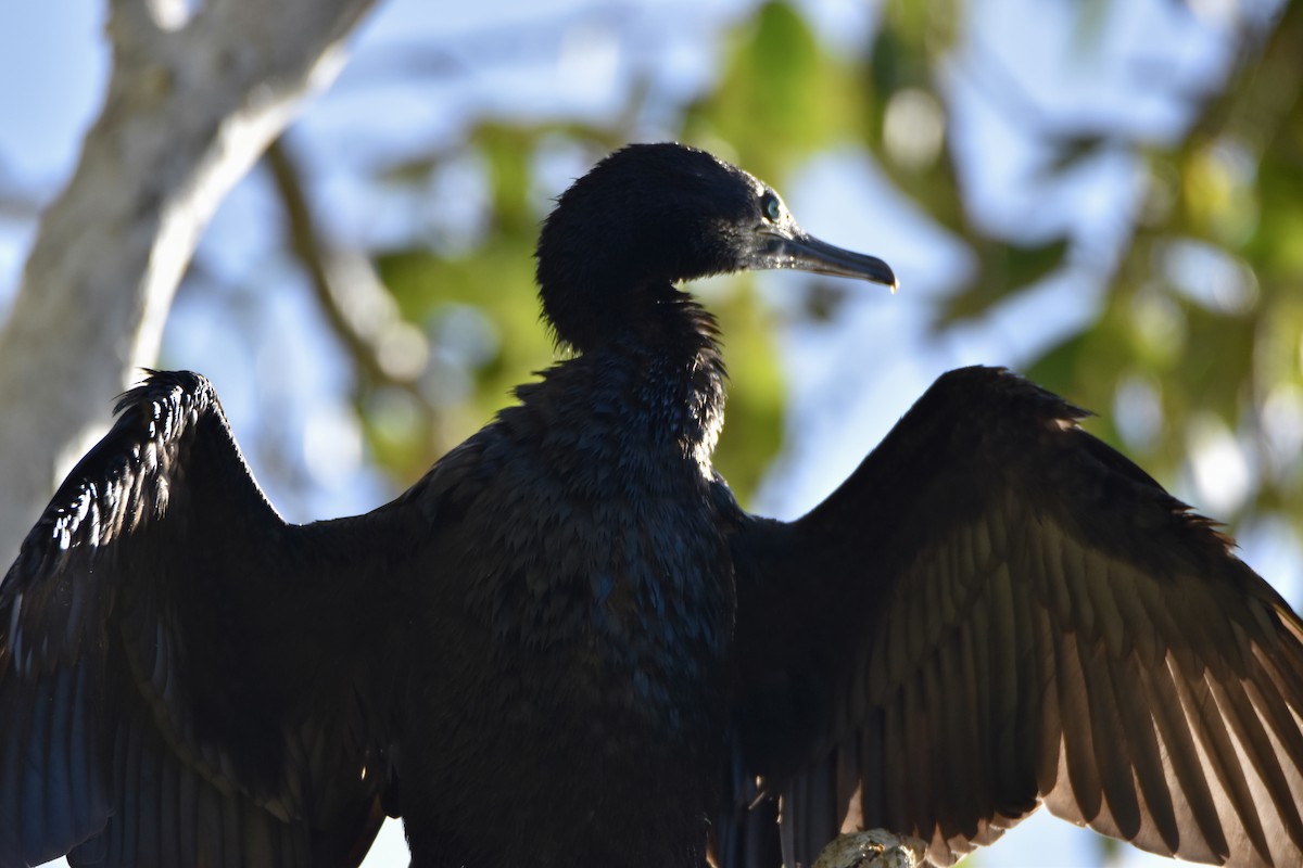 Little Black Cormorant - ML646682253