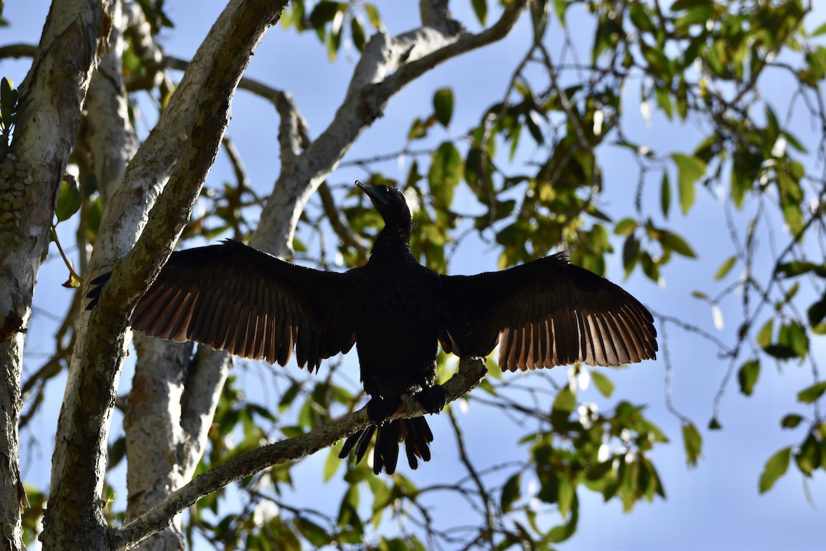Little Black Cormorant - ML646682254