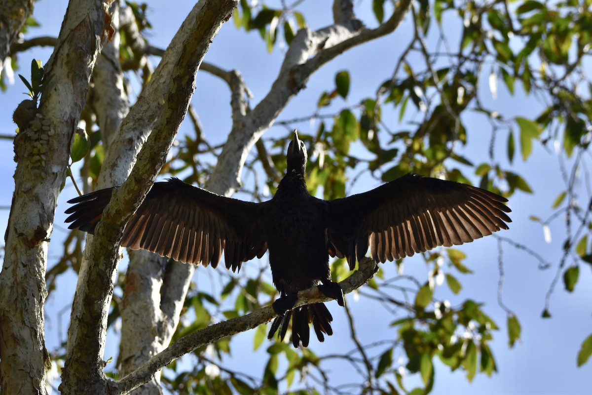 Little Black Cormorant - ML646682255