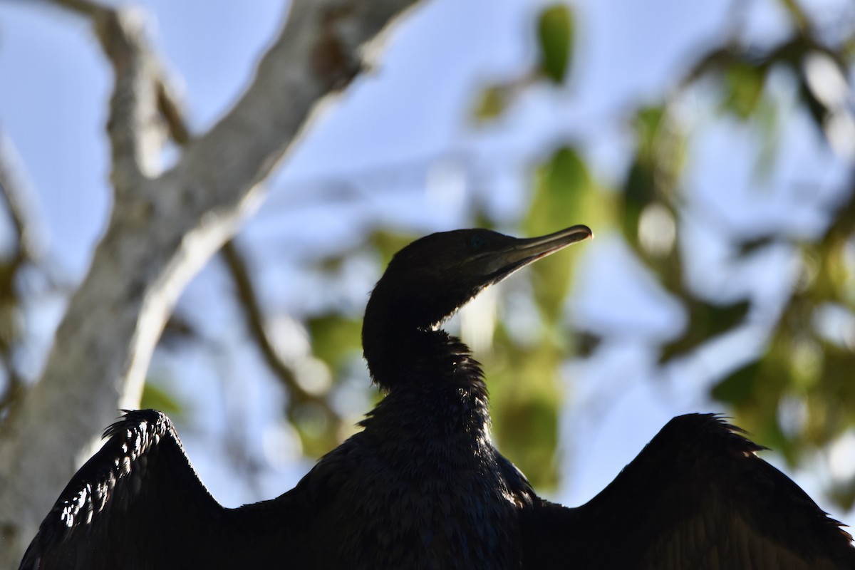 Little Black Cormorant - ML646682256