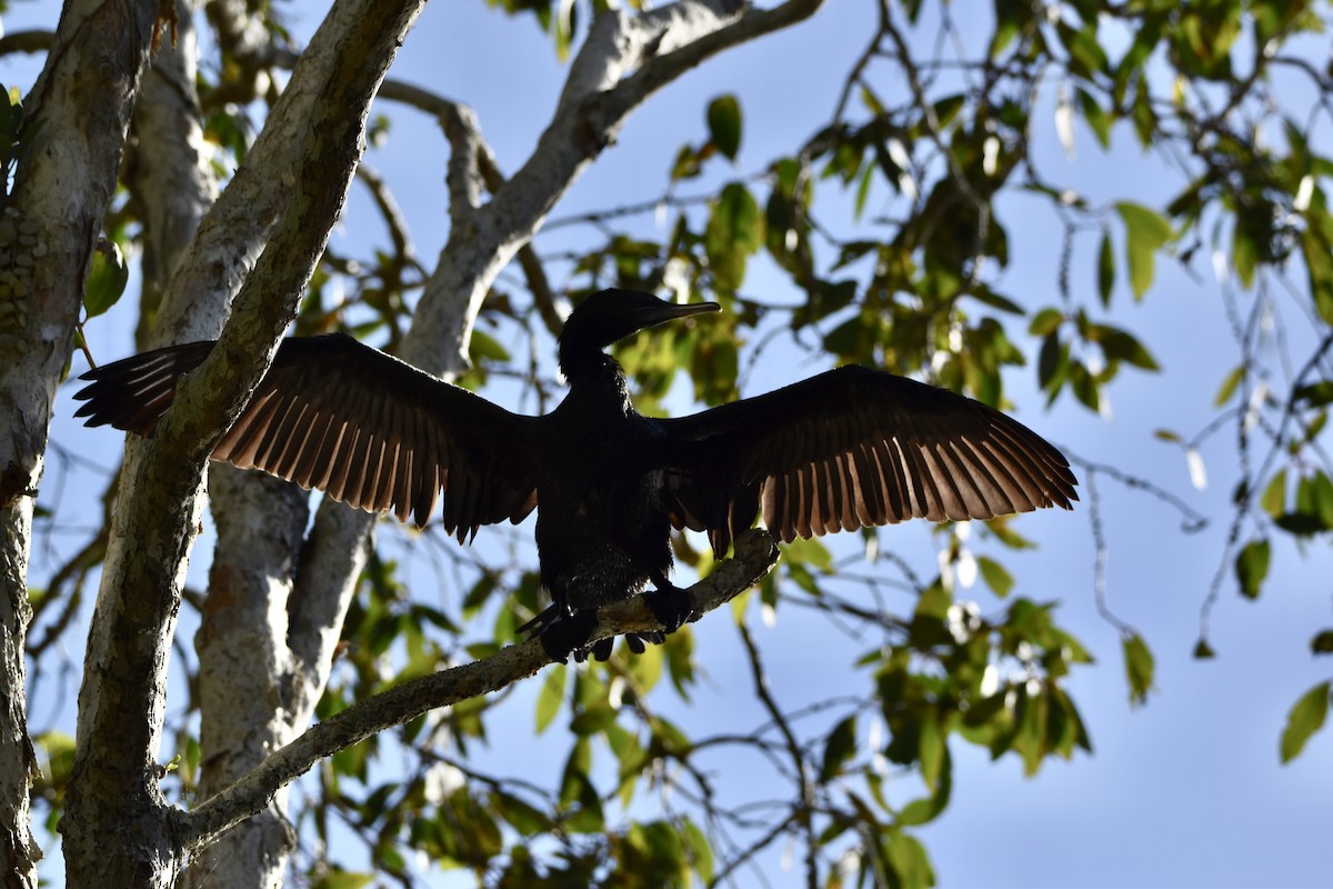 Little Black Cormorant - ML646682257