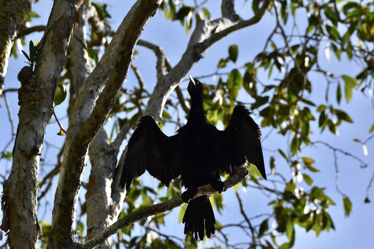 Little Black Cormorant - ML646682259