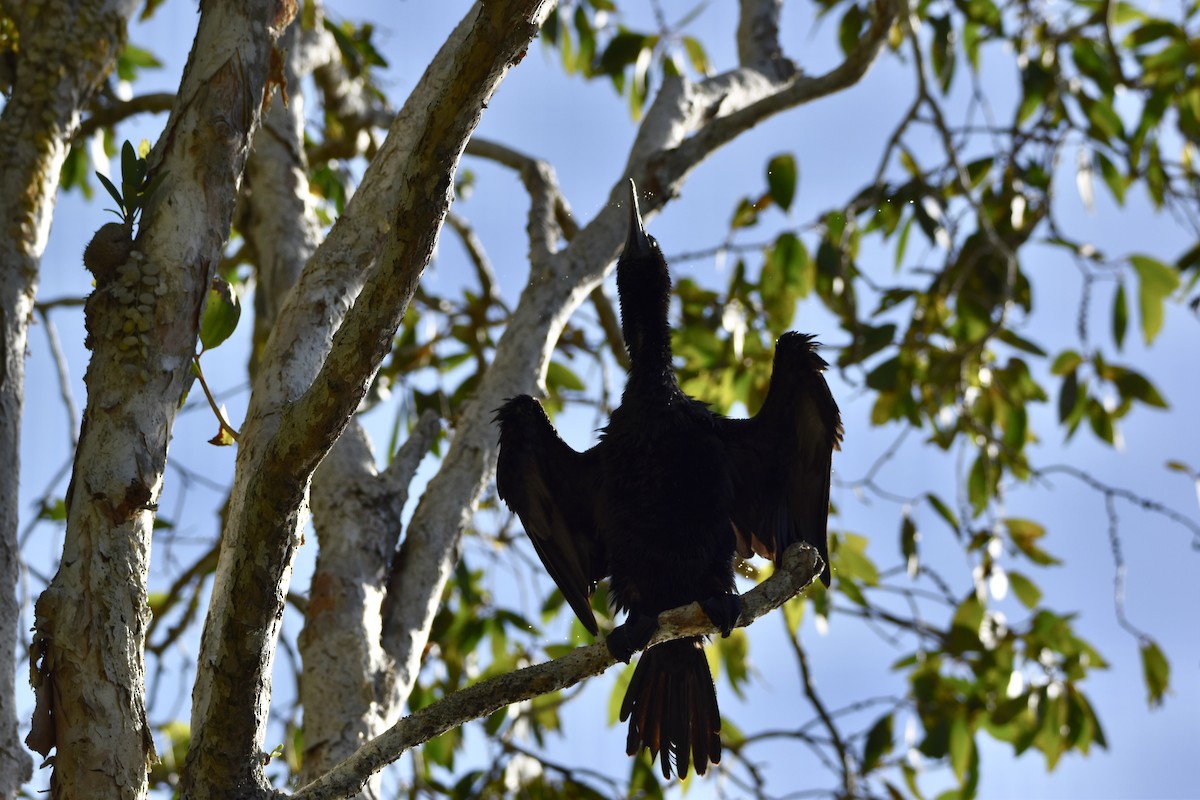 Little Black Cormorant - ML646682260