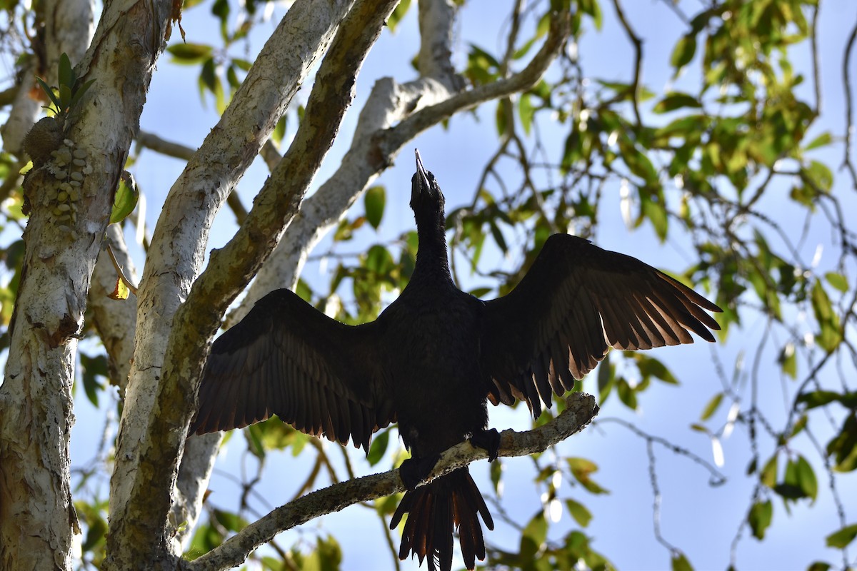 Little Black Cormorant - ML646682261