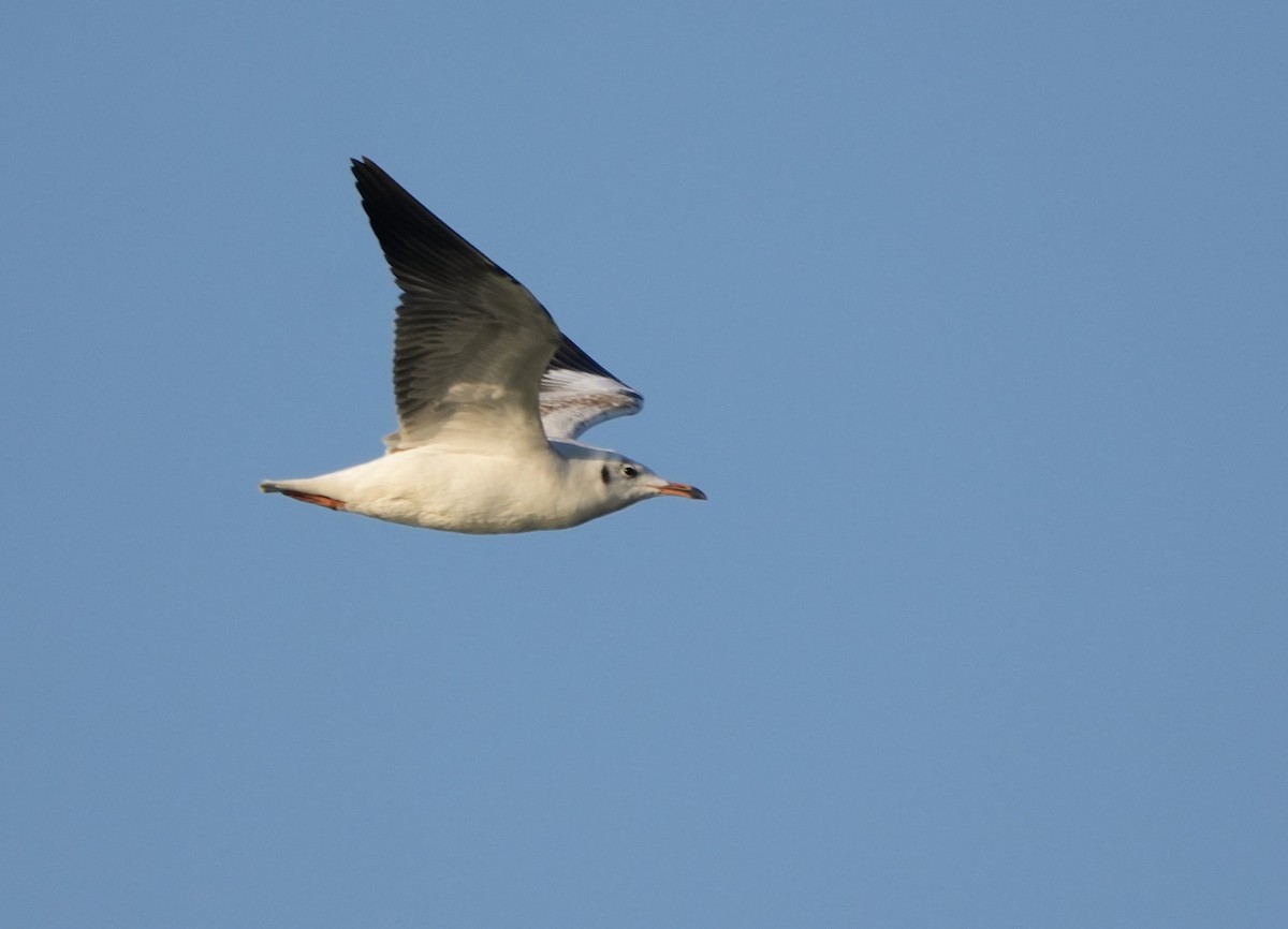 Brown-headed Gull - ML646682262